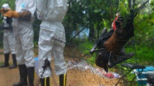 Nipah virus carrier bat