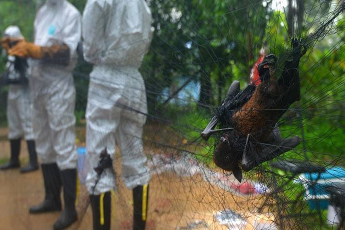 Nipah virus carrier bat Nipah virus carrier bat