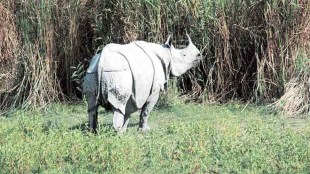 world rhino day
