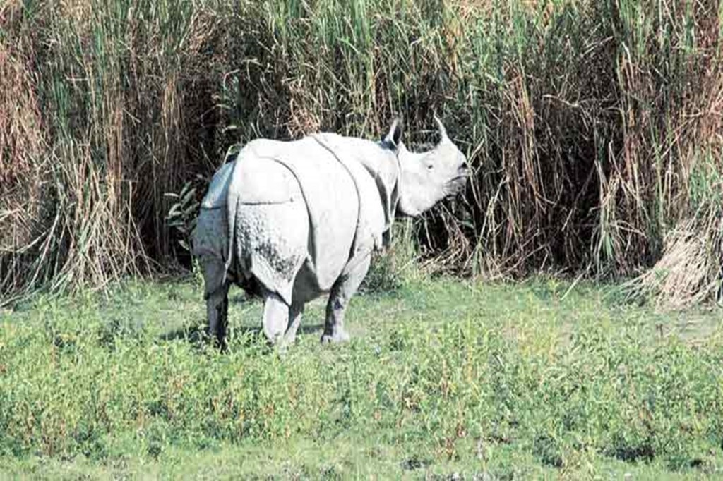 world rhino day world rhino day