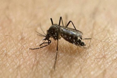 dengue cases in Delhi