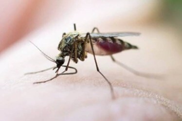 dengue cases in UP