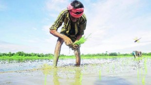 seven lakh ,maharshtra farmers, current monsoon season, armers call insurance firms, crop damage, state agricultural commissionerate's chief statistical officer Vinaykumar Awate