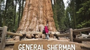 general sherman