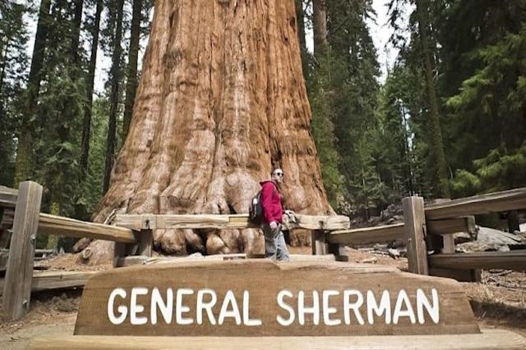general sherman general sherman