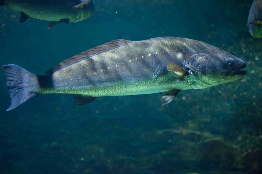 Other than being a delicacy, Ghol fish is known for its unique medicinal properties and is highly valued in several countries. (Representative Image) Other than being a delicacy, Ghol fish is known for its unique medicinal properties and is highly valued in several countries. (Representative Image)