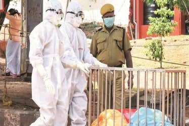 nipah cases