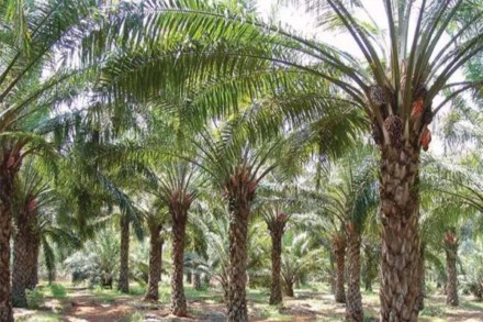 palm oil cultivation