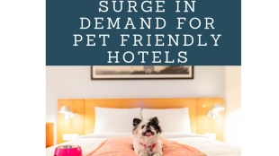 pets in hotels