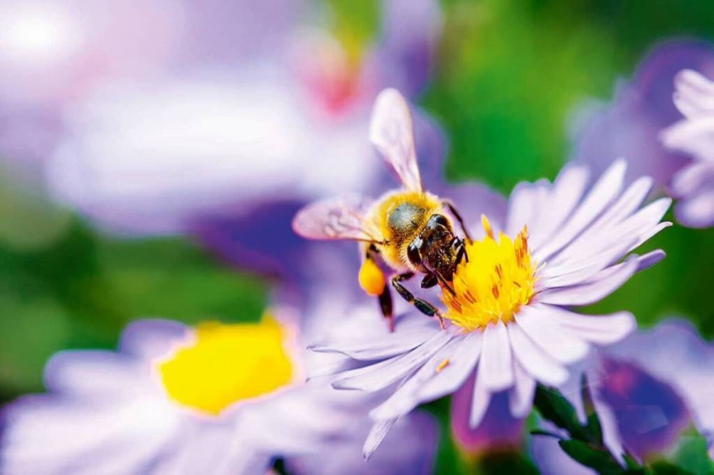 Pollen calendar, pollen grains, respiratory problems faced due to pollen grains, polleen allergy, PGIMEr lucknow, Atmospheric Environment.