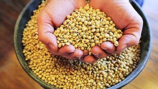 soyabean