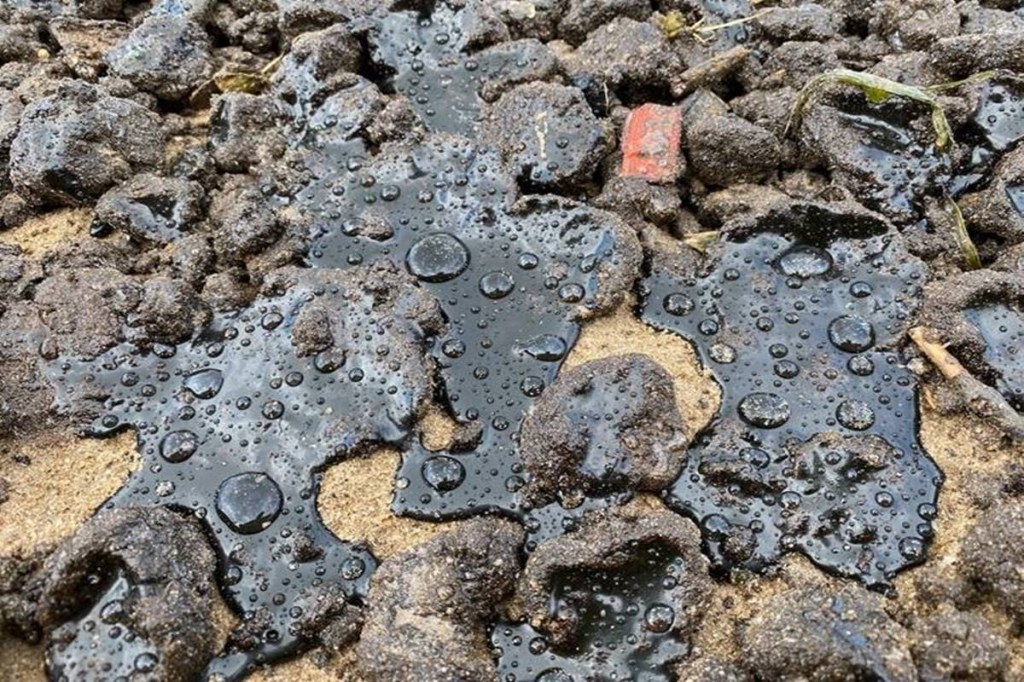 The civic body in the Mumbai city every year appoints a contractor entrusted with the responsibility of cleaning the beach areas of the city. (Credit: Shaunak Modi, Director, Coastal Conservation Foundation) The civic body in the Mumbai city every year appoints a contractor entrusted with the responsibility of cleaning the beach areas of the city. (Credit: Shaunak Modi, Director, Coastal Conservation Foundation)