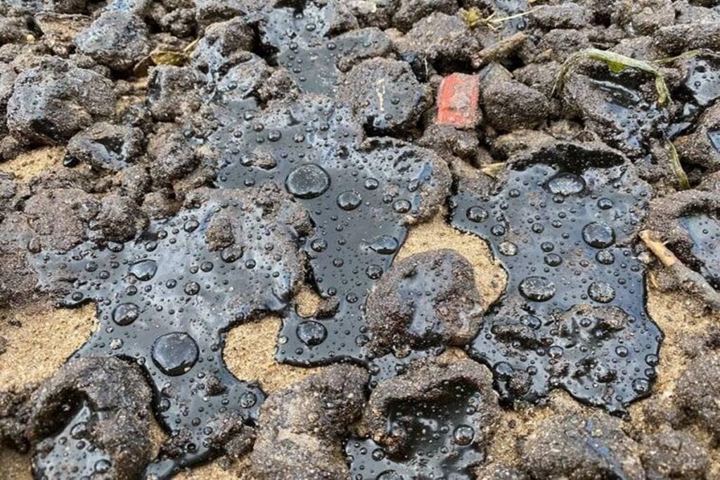 The civic body in the Mumbai city every year appoints a contractor entrusted with the responsibility of cleaning the beach areas of the city. (Credit: Shaunak Modi, Director, Coastal Conservation Foundation)