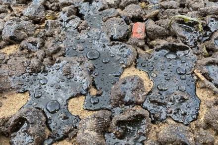 The civic body in the Mumbai city every year appoints a contractor entrusted with the responsibility of cleaning the beach areas of the city. (Credit: Shaunak Modi, Director, Coastal Conservation Foundation)
