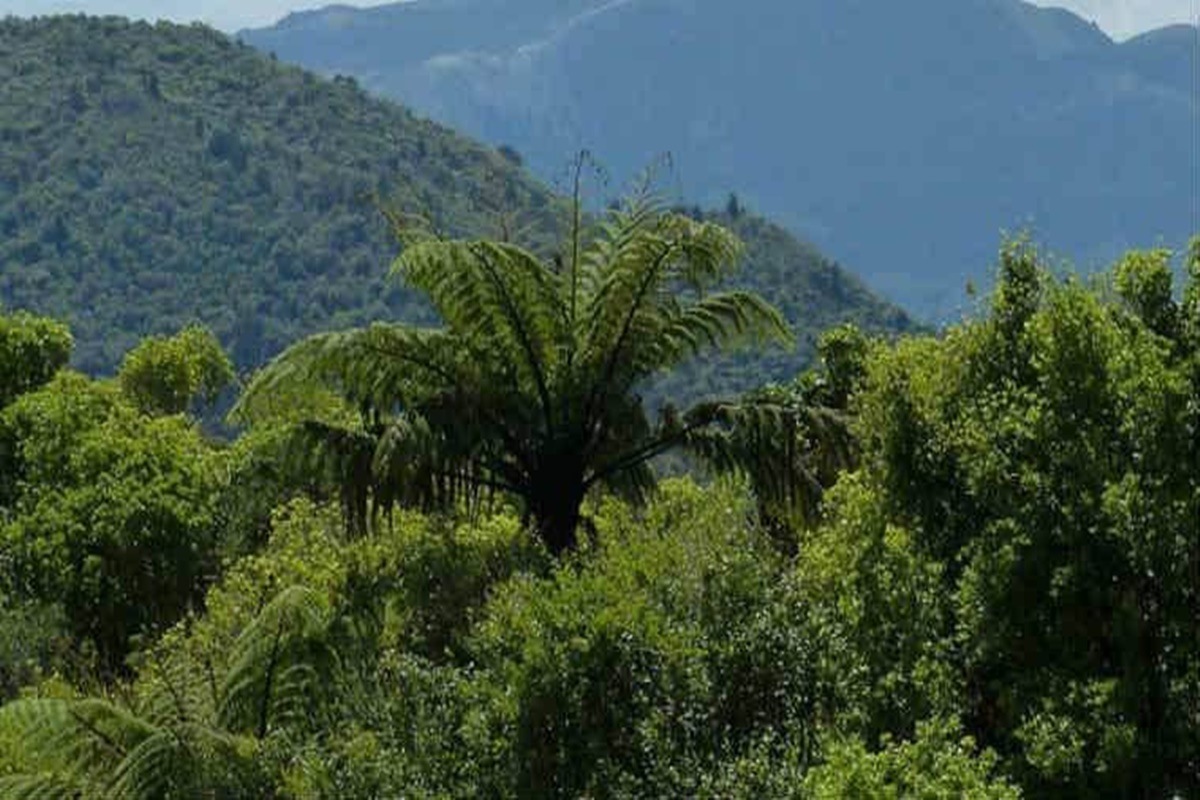 The wide sweep of the judgment, the Centre argues, became a disincentive for planting of trees in private lands because FCA applicability meant the owner had to get government clearance for non-forestry use.