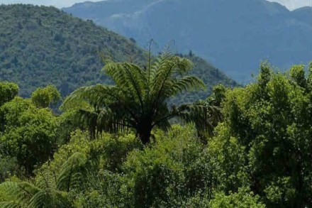 The wide sweep of the judgment, the Centre argues, became a disincentive for planting of trees in private lands because FCA applicability meant the owner had to get government clearance for non-forestry use.