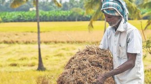 The procurement of Kharif crops - Paddy and Millet- was earlier to start from October 1, but due to heavy rains, the central government had postponed the procurement till October 11 as the moisture content in fresh arrivals was beyond permissible limits. (Representative image/ File photo)