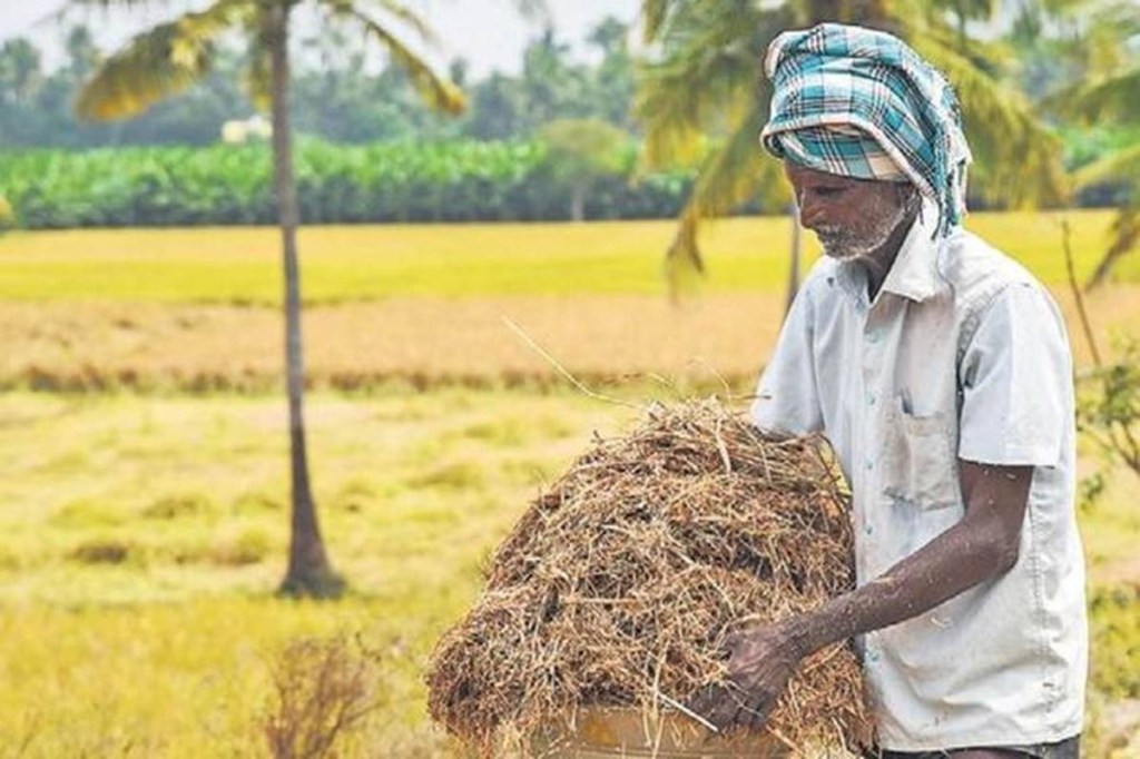 The procurement of Kharif crops - Paddy and Millet- was earlier to start from October 1, but due to heavy rains, the central government had postponed the procurement till October 11 as the moisture content in fresh arrivals was beyond permissible limits. (Representative image/ File photo)