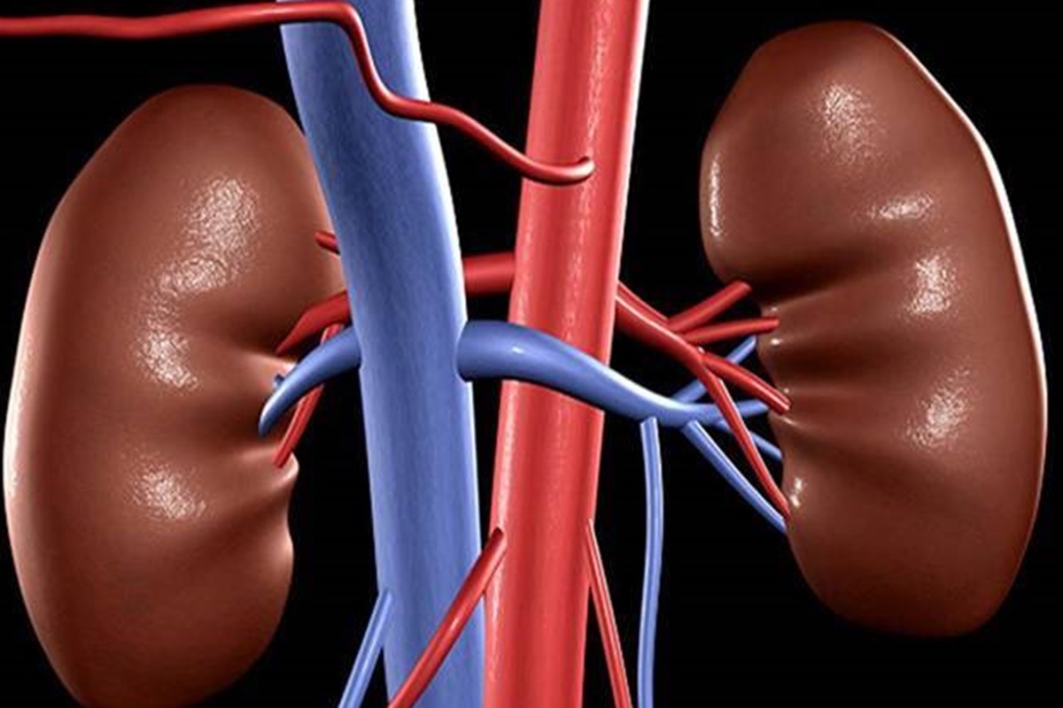 human organs, transplant, kidney transplantation, NYU Langone Health, New York City, immune system.