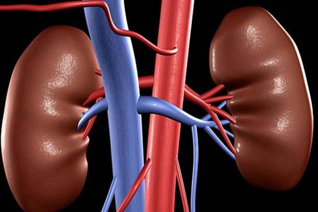 human organs, transplant, kidney transplantation, NYU Langone Health, New York City, immune system.