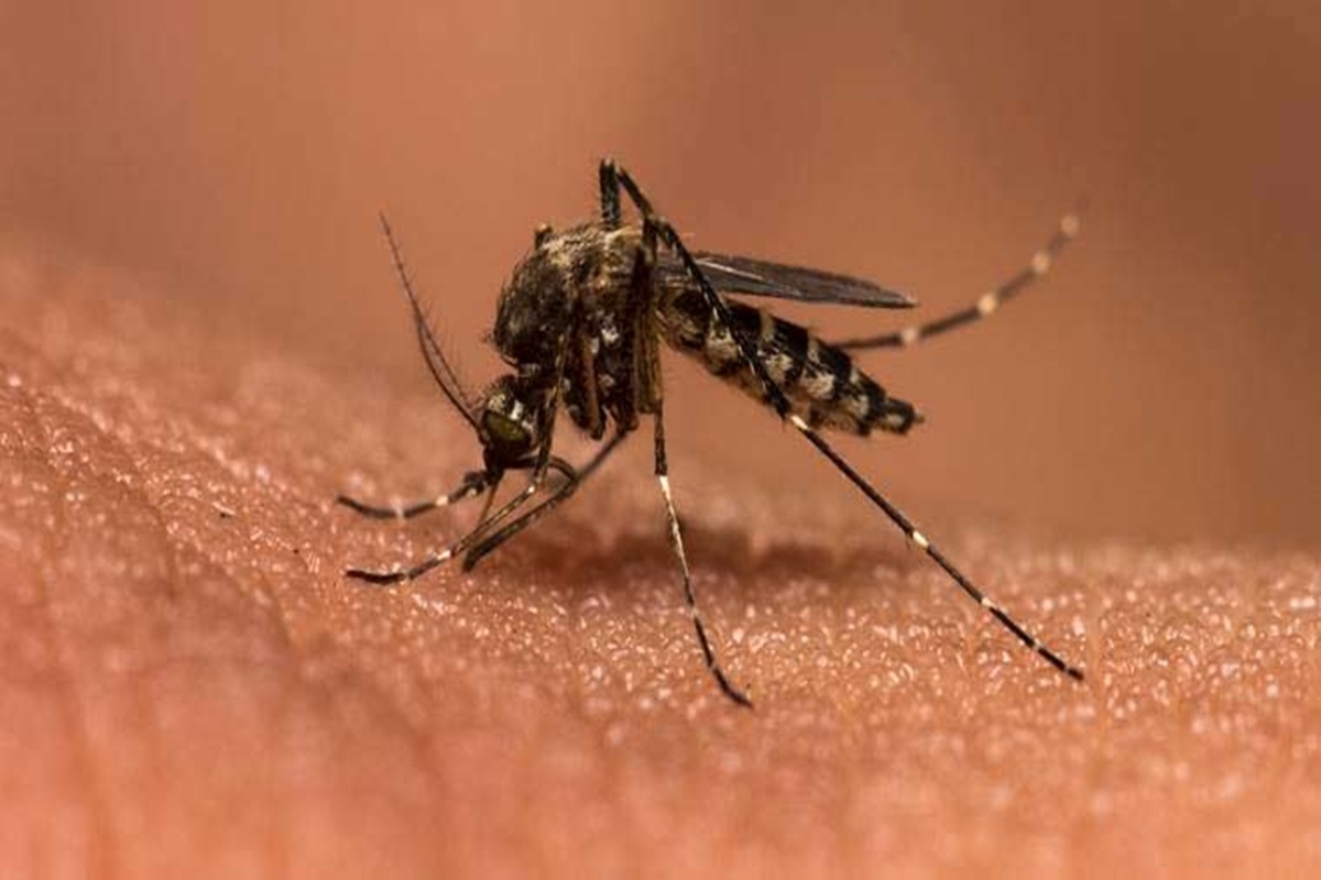 Malaria mosquito