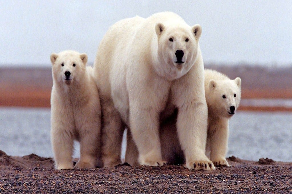 Polar Bear (Reuters)