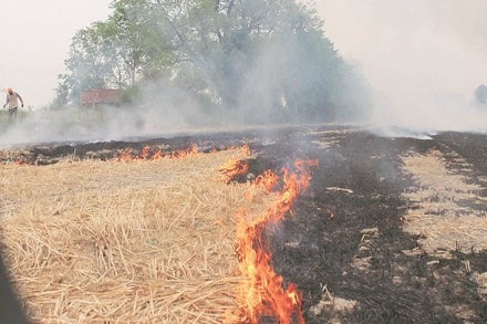 To understand the ground impact of the bio-decomposer and its acceptance among farmers, Financial Express Online visited Karnal.