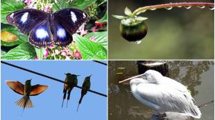 COVID, UNESCO listed World Heritage Site, Keoladeo Ghana Bird Sanctuary , Bharatpur Bird Sanctuary