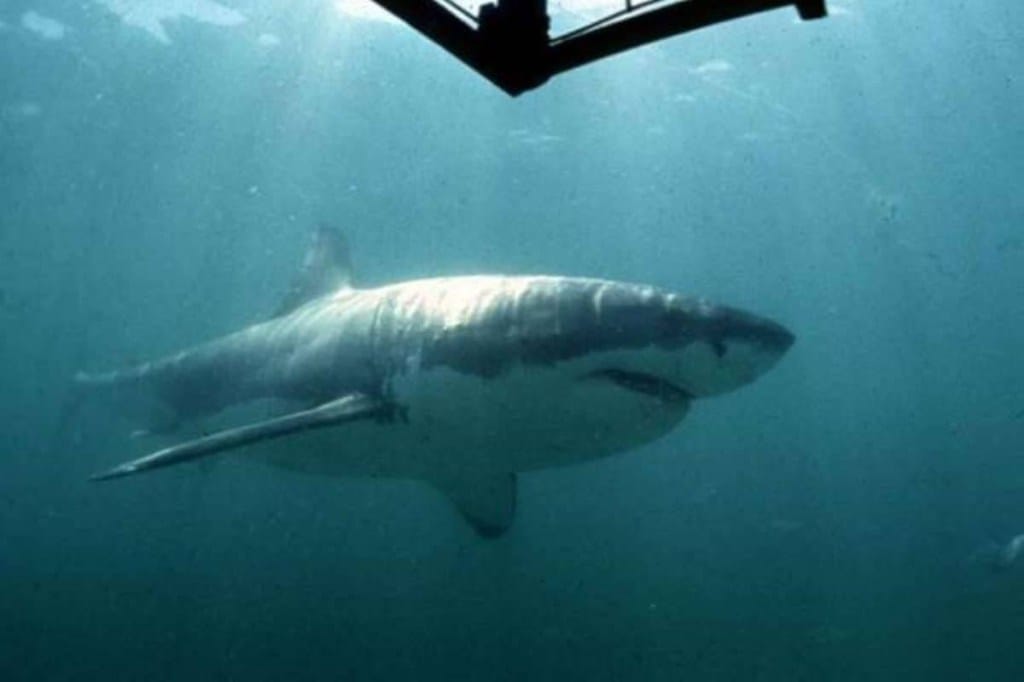 Human exploitation dwindled Caribbean shark communities Human exploitation dwindled Caribbean shark communities