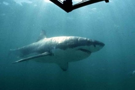 Human exploitation dwindled Caribbean shark communities