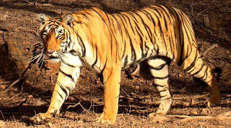 jim corbett park