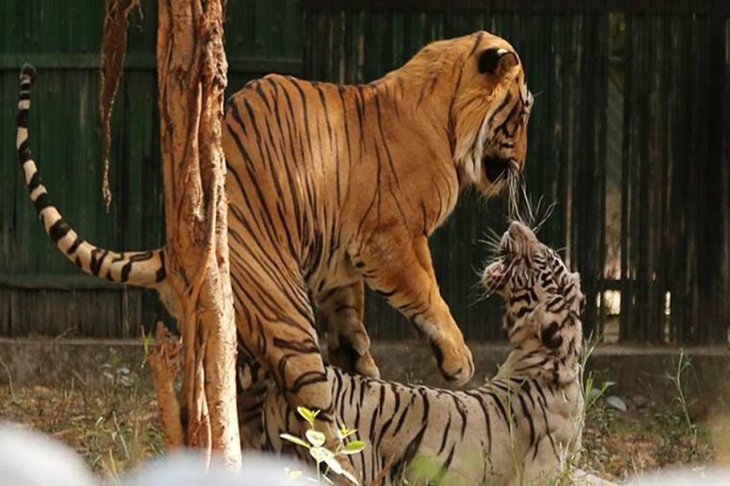tigress