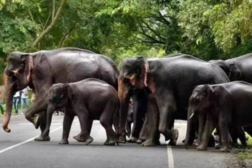 Dr Tiwari said that one of the major aims of the current exercise will be looking at the land use in identified elephant corridors closely. Dr Tiwari said that one of the major aims of the current exercise will be looking at the land use in identified elephant corridors closely.