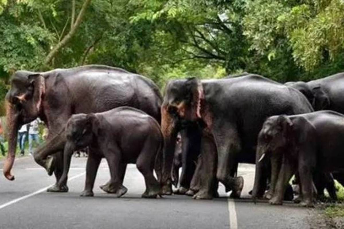  Dr Tiwari said that one of the major aims of the current exercise will be looking at the land use in identified elephant corridors closely. 