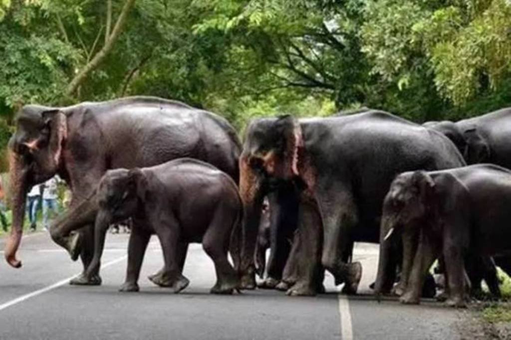 Dr Tiwari said that one of the major aims of the current exercise will be looking at the land use in identified elephant corridors closely.   Dr Tiwari said that one of the major aims of the current exercise will be looking at the land use in identified elephant corridors closely.