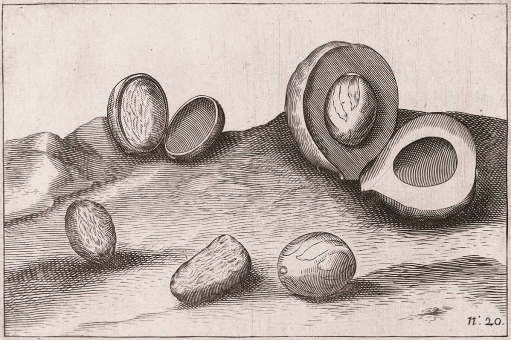 Now the most powerful proconsul of the world’s mightiest commercial company, Coen is no stranger to the Banda Islands.