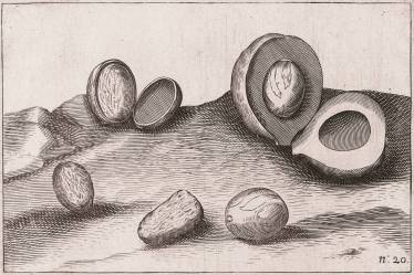 Now the most powerful proconsul of the world’s mightiest commercial company, Coen is no stranger to the Banda Islands.