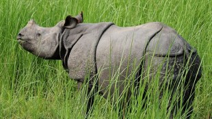 "As per government directives, the Dudhwa National Park would now be opened for tourists from November 15. However, due to heavy water-logging still prevailing in Sathiyana, the area would not be allowed for tourist activities till further instructions,” he said.