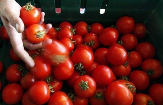 Even supply of tomato to other parts of the country from key growing states of Andhra Pradesh and Karnataka has been affected. Even supply of tomato to other parts of the country from key growing states of Andhra Pradesh and Karnataka has been affected.