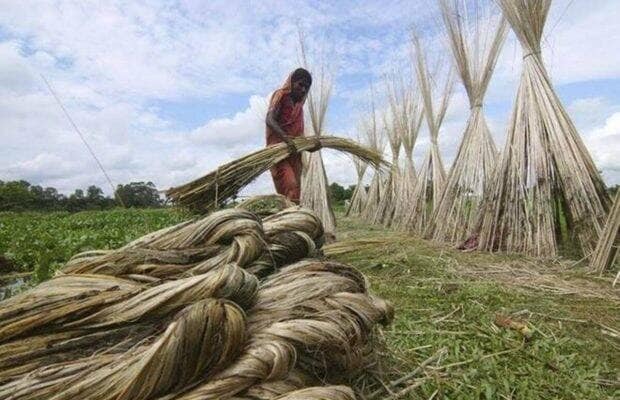 Deputy jute commissioner Koushik Chakraborty told FE there have been no orders from the Centre on removing the price cap of Rs 6,500 a quintal on open market operations.