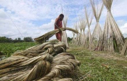 Deputy jute commissioner Koushik Chakraborty told FE there have been no orders from the Centre on removing the price cap of Rs 6,500 a quintal on open market operations.