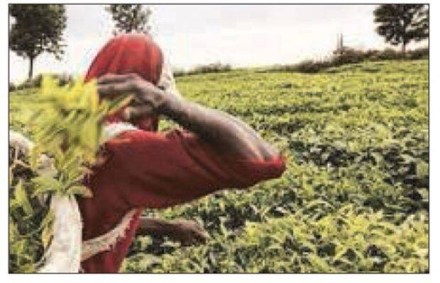 Kenyan imports of indian tea