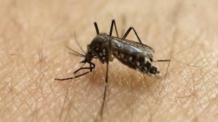 dengue cases in delhi