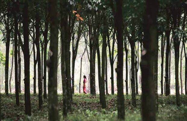 The festival will highlight the importance of other animals in the ecosystem except for tigers and elephants. 