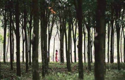 The festival will highlight the importance of other animals in the ecosystem except for tigers and elephants. The festival will highlight the importance of other animals in the ecosystem except for tigers and elephants.