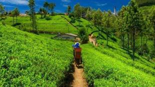 "Notwithstanding the likely moderation in financial performance of key bulk tea producers in FY22, it would still be substantially better than what they posted in FY20.