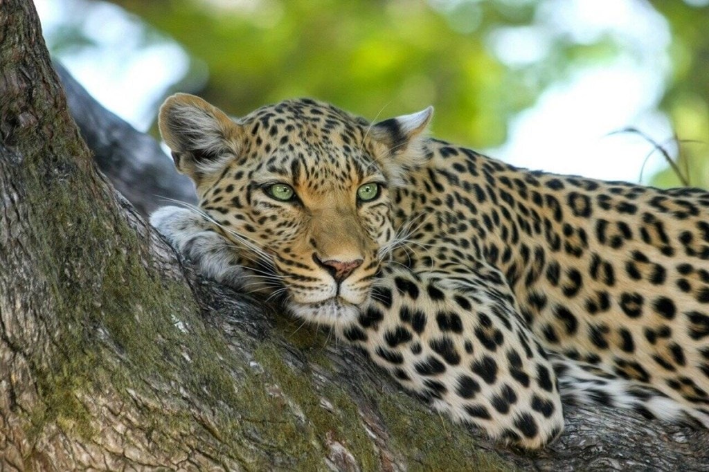 Indian leopard