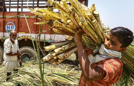 Goyal said the sugar industry will help increase income of lakhs of farmers in India by raising productivity
