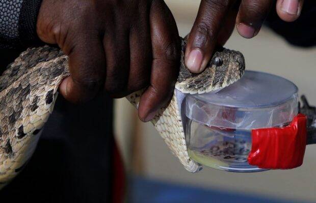 Today, Snakebite envenoming is a highly relevant public health problem on a global basis that kills and maims several hundred thousand people every year.