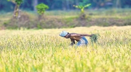 The main crops of the rabi season include wheat, maize, gram, sesame, mustard, peas, oats, jowar and bajra.